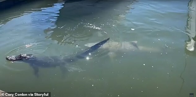 Видео: акула нападает на аллигатора
