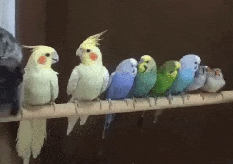Гифки с попугайчиками