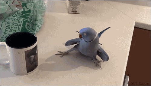 Гифки с попугайчиками
