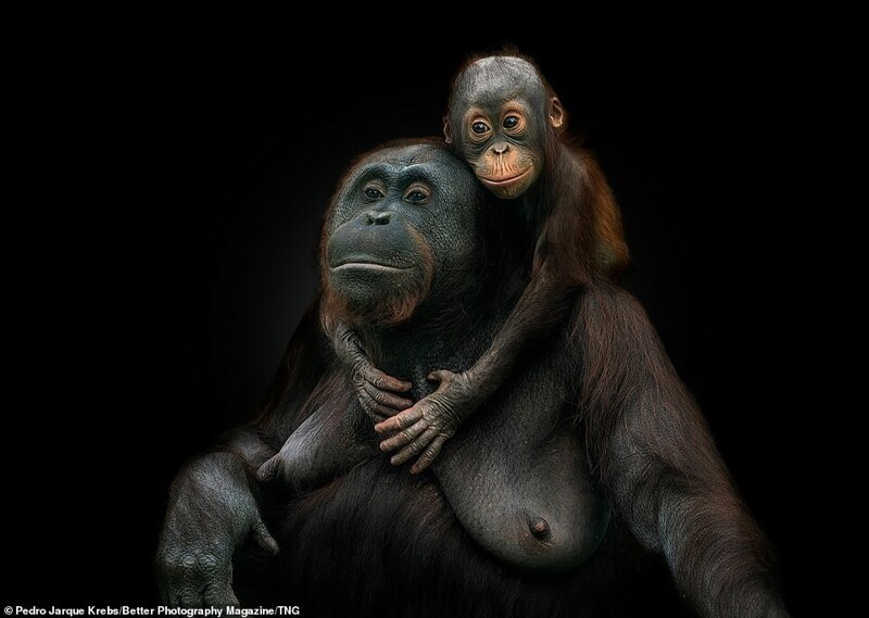 Педро Харке Кребс, "Орангутаны. Любовь"