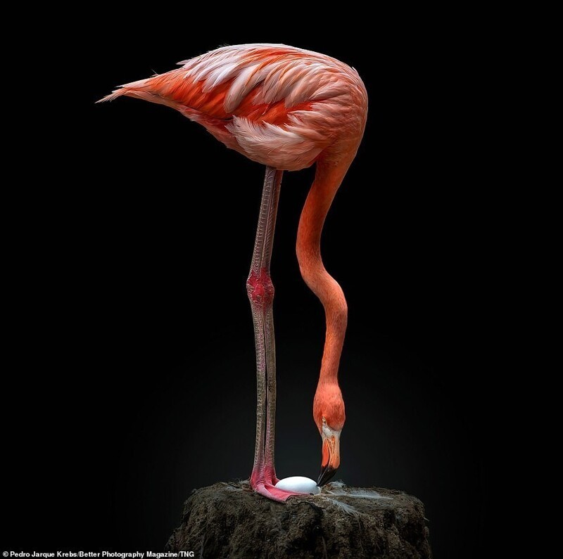 Педро Харке Кребс, Перу - "Гнездо фламинго"
