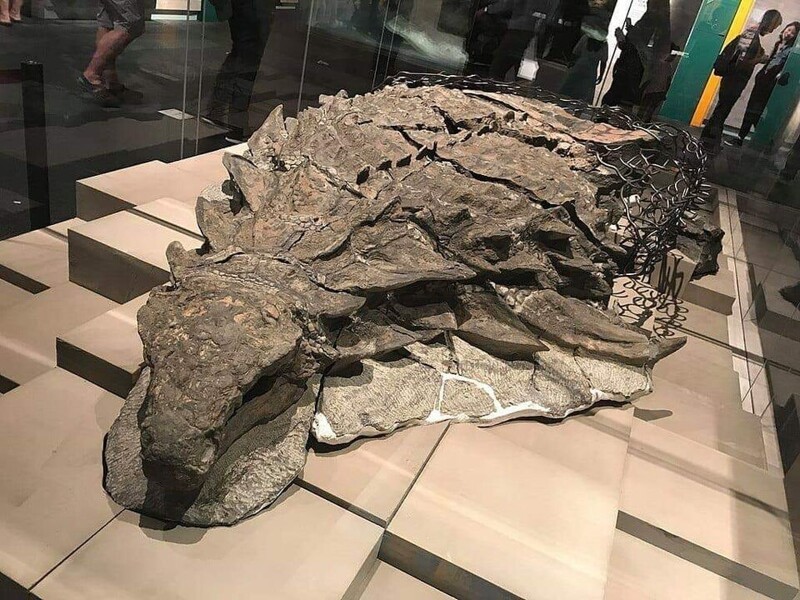 Мумифицированный динозавр в музее, в Канаде