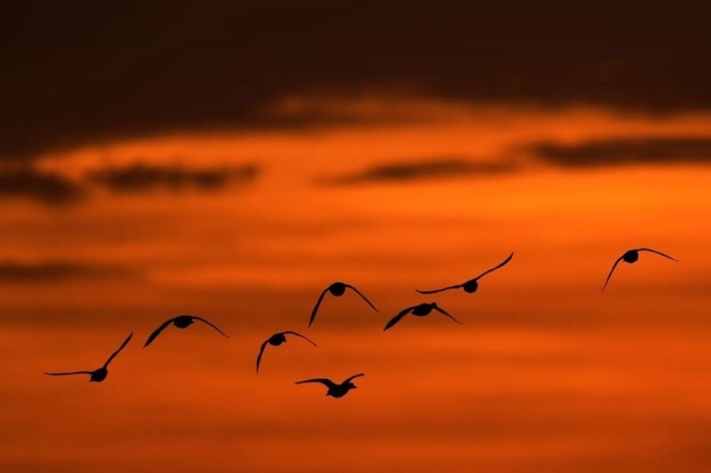 Силуэты гусей, пролетающих над озером на фоне закатного неба, 9 октября 2021 г., Шауни, Канзас.  