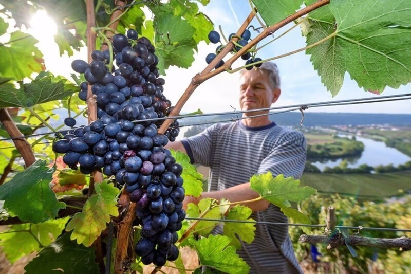Винодел Армин Краут срезает виноград сорта Темпранильо во время сбора урожая на крутых склонах виноградника вдоль реки Неккар в Мундельсхайме, Германия, 2 октября 2021 г  