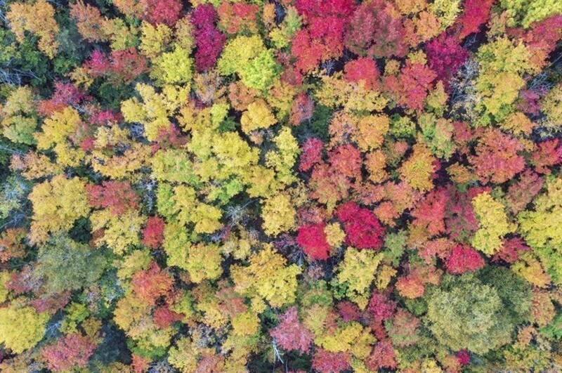 Вид сверху на разноцветный лес недалеко от Мунисинга, штат Мичиган, 2 октября 2021 г.  