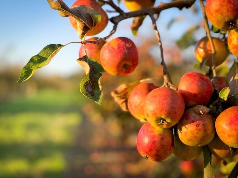 Яблоки в саду в ожидании сбора урожая для производства сидра, 26 сентября 2021 г., Сомерсет, Англия.  