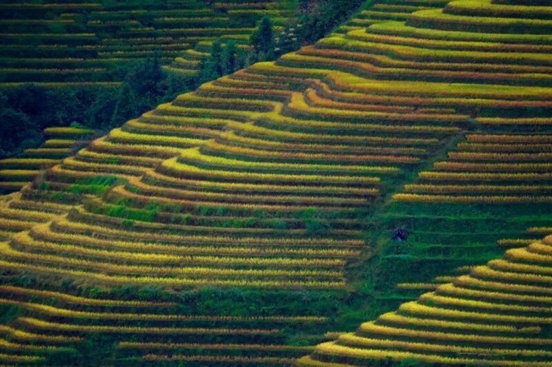 Рисовые террасы Jinkeng в Гуйлине, Гуанси-Чжуанский автономный район Китая, 9 октября 2021 г.  