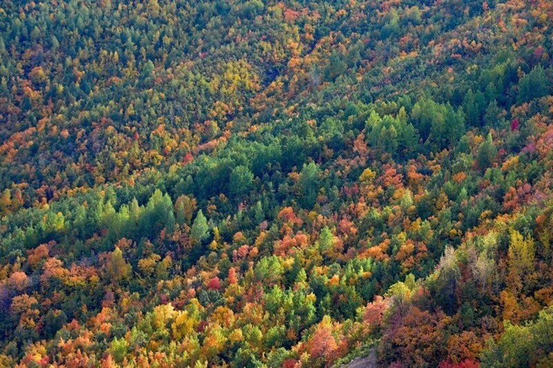 Вид с дрона на лес Salördek в турецкой провинции Тунджели, 7 октября 2021 г.