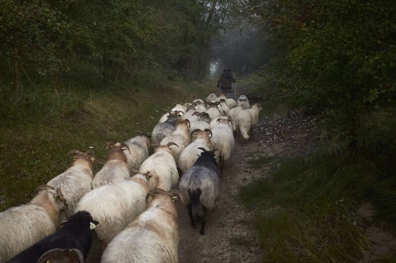 Пастух Юдит Принс идёт по Национальному парку "Голландские дюны" со стадом из 40 овец породы Drenthe Heath 9 октября 2021 г., Гаага, Нидерланды  