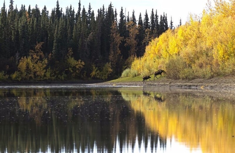 Лосиха с детёнышем выходят из реки Юкон недалеко от деревни Стивенс, Аляска, 15 сентября 2021 г.  