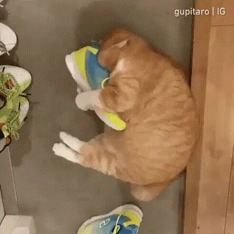 Запах, который сводит с ума