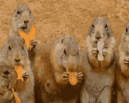 Просто гифки, всякие и разные