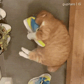 Кошачьи гифки