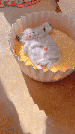 Кошачьи гифки