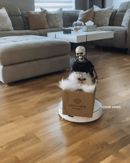 Кошачьи гифки