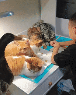 Кошачьи гифки