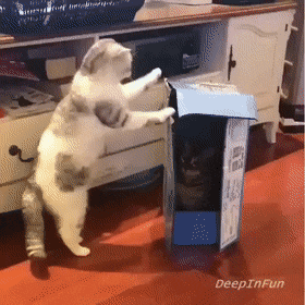 Кошачьи гифки