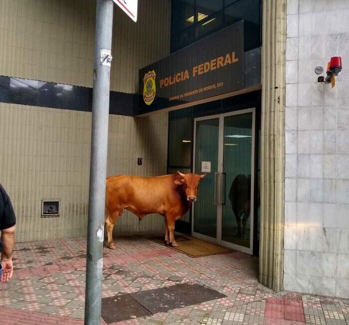 "Сегодня утром эта корова стояла у здания департамента полиции и никого туда не пускала"