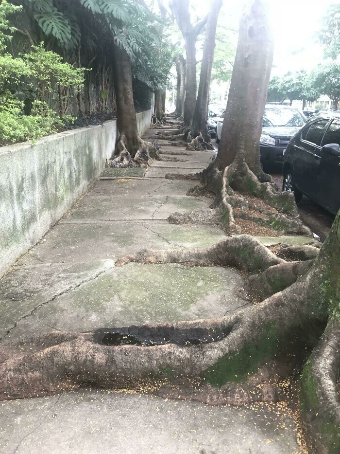 Гигантские древесные корни разрушили мостовую в Сан-Паулу