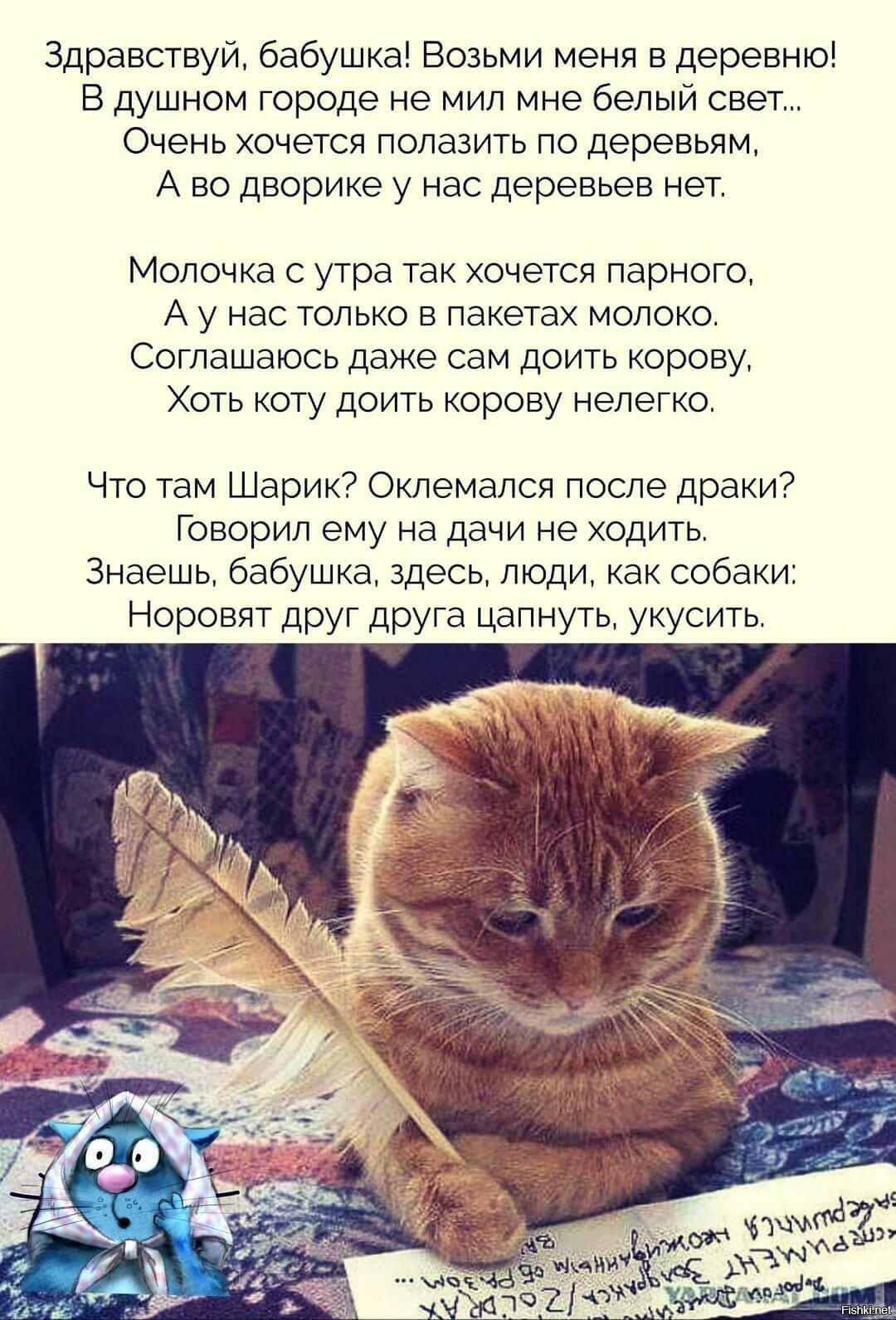 Послания кота. Письмо кота в деревню бабушке. Кот с письмом. Кот пишет письмо.