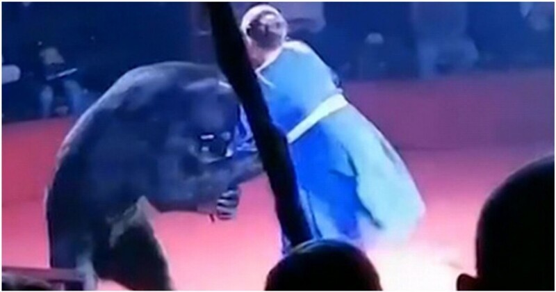 Медведь напал на помощницу дрессировщика во время циркового представления
