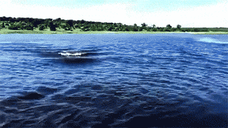 Звериные гифки Звериные гифки