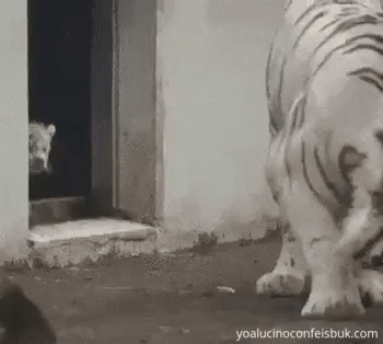 Звериные гифки Звериные гифки