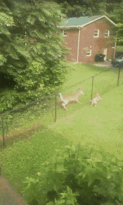 Звериные гифки Звериные гифки