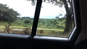 Звериные гифки Звериные гифки