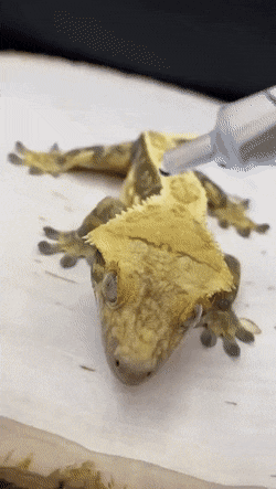 Звериные гифки Звериные гифки