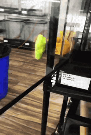 Звериные гифки Звериные гифки