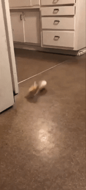 Звериные гифки Звериные гифки