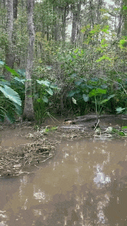 Звериные гифки Звериные гифки