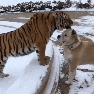 Звериные гифки Звериные гифки