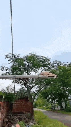 Звериные гифки Звериные гифки