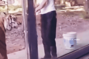 Звериные гифки Звериные гифки