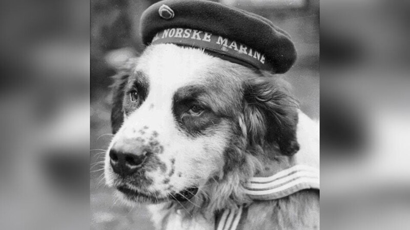 Во время Второй мировой этого пса взяли на борт в качестве официального члена экипажа норвежского боевого корабля. Он даже разнимал драки солдат, приходя и успокаивая их. Через несколько лет пса похоронили со всеми воинскими почестями