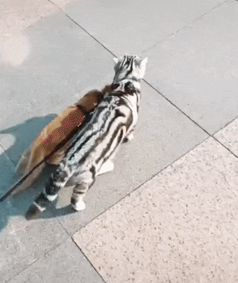 Просто гифки, всякие и разные