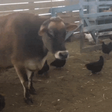 Просто гифки, всякие и разные