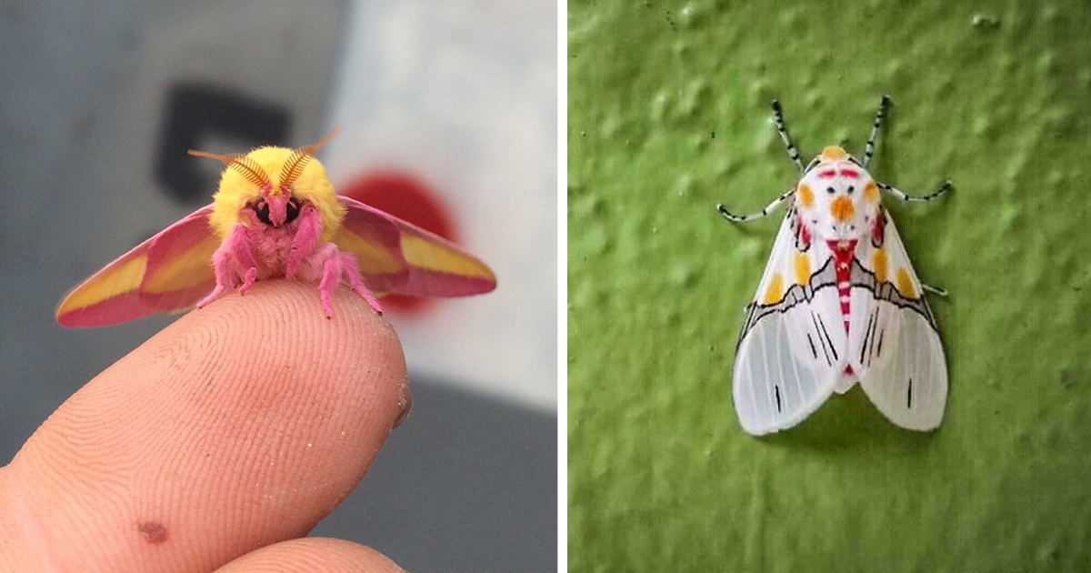 40 фото интересных насекомых, которыми поделились пользователи сети