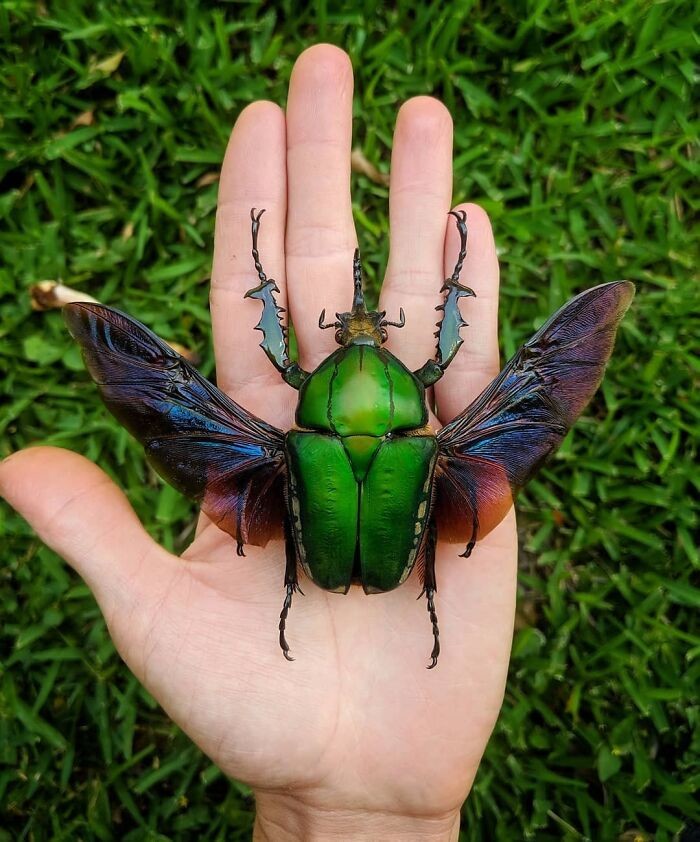 13. Mecynorrhina Torquata, один из самых крупных цветочных жуков в мире