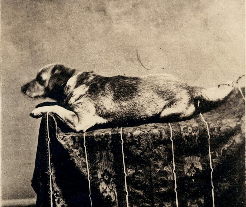 Пьяный мужчина убил собаку Авраама Линкольна, Фидо, через несколько месяцев после убийства хозяина