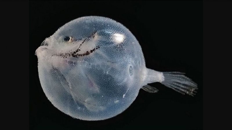 Прозрачная рыба-шар
