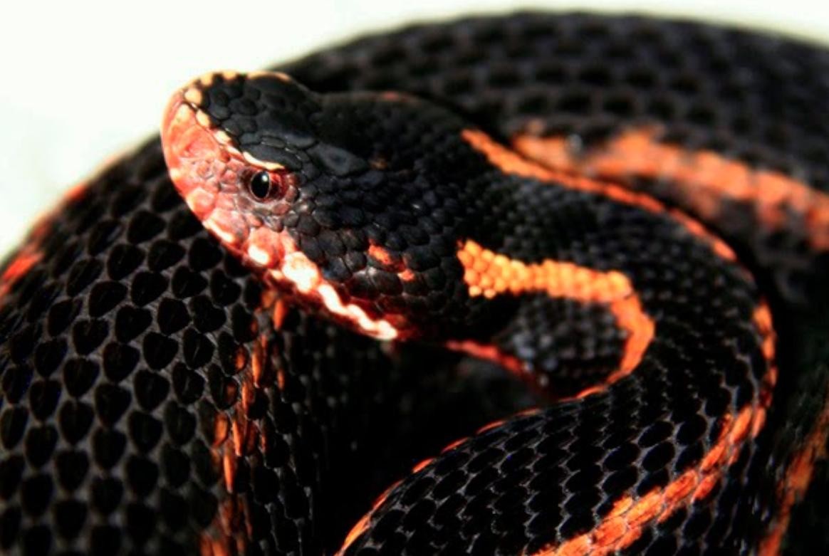 Включи где змеи. Змеи Южной Америки. Ядовитые змеи Южной Америки. Южный змей. Какая самая ядовитая змея.