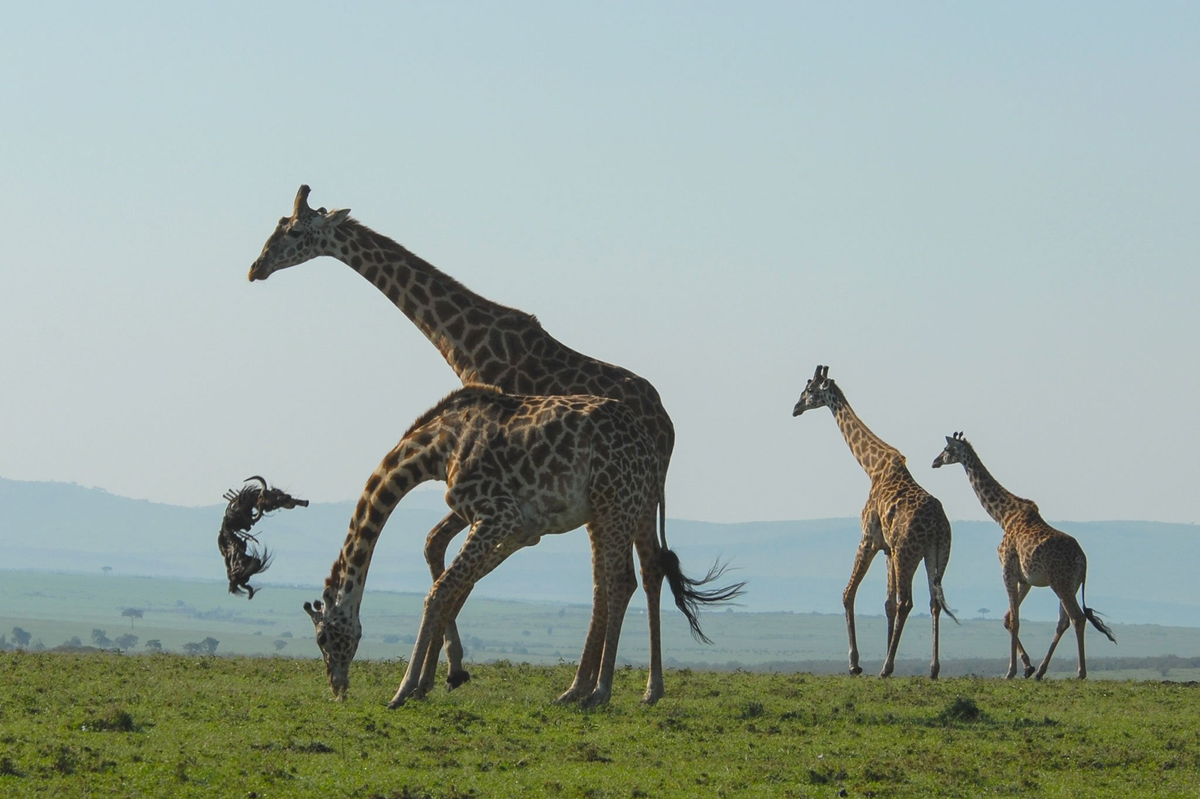 Жираф живет лет. Жираф с детенышем. Жирафы интересные факты. Детеныш жирафа. Интересные факты о жирафах.