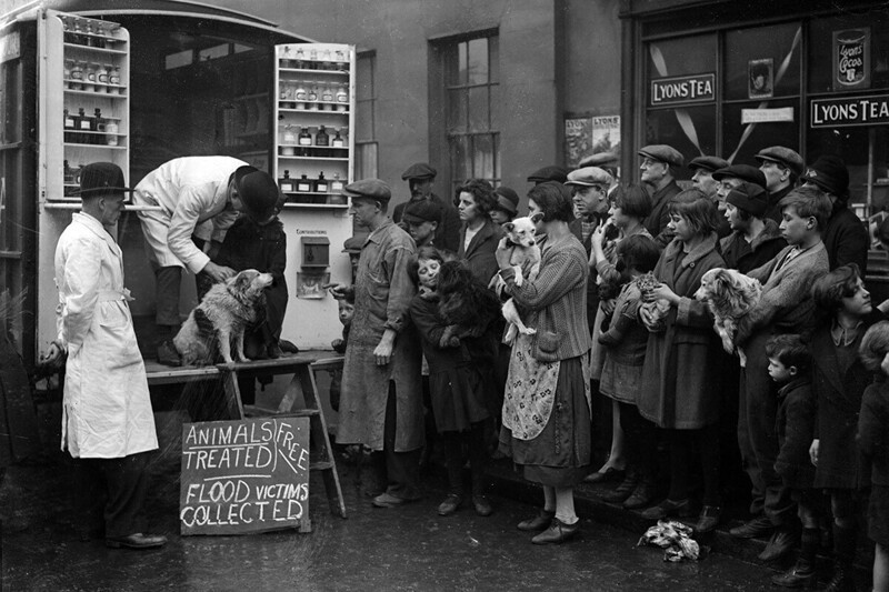 Жители Лондона во время наводнения несут пострадавших зверей в бесплатный передвижной ветеринарный госпиталь.1928 год.