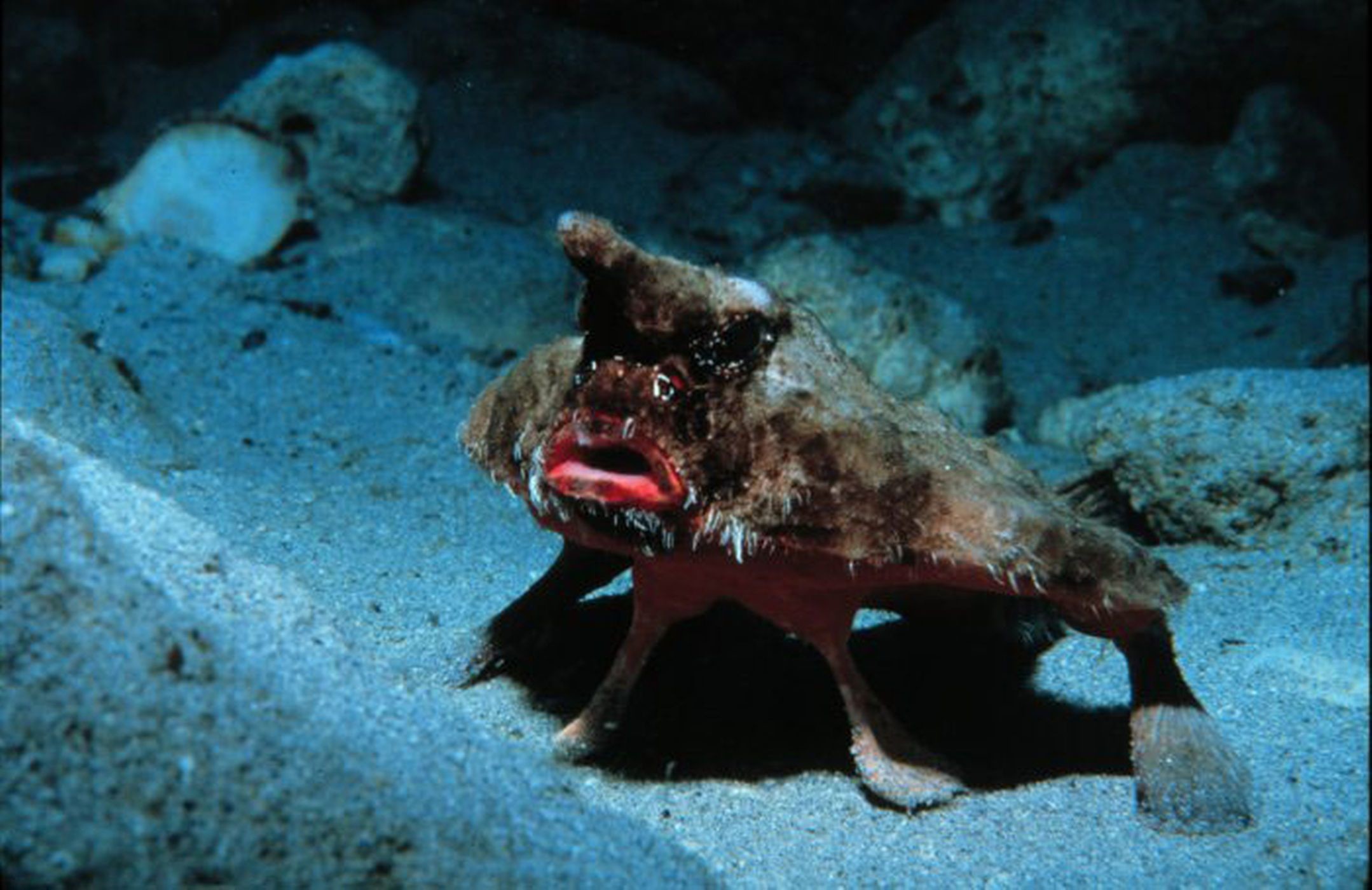 На дне океана существа. Нетопырь короткорылый рыба. Нетопырь короткорылый (Ogcocephalus).
