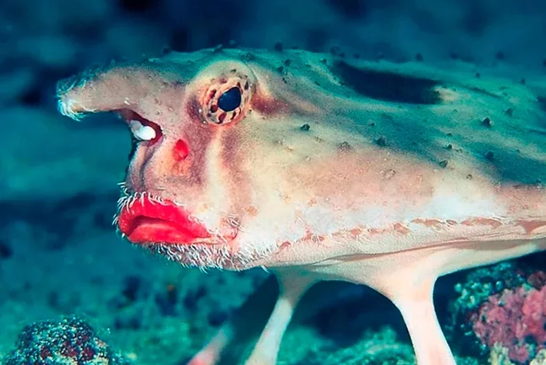 Нетопырь короткорылый рыба. Красногубая рыба-Ласточка. Красногубый нетопырь рыба. Как называется рыба которая есть людей
