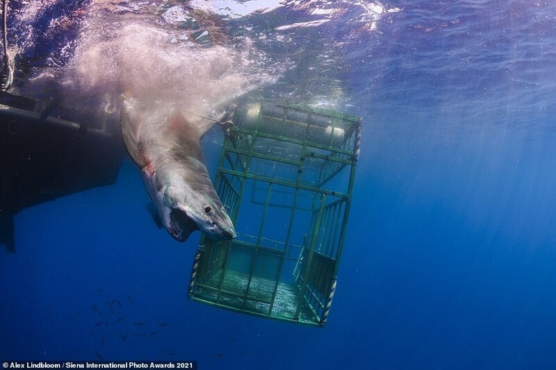 Освобождение акулы, которая врезалась в клетку с тремя туристами. Никто не пострадал. Фотограф Alex Lindbloom