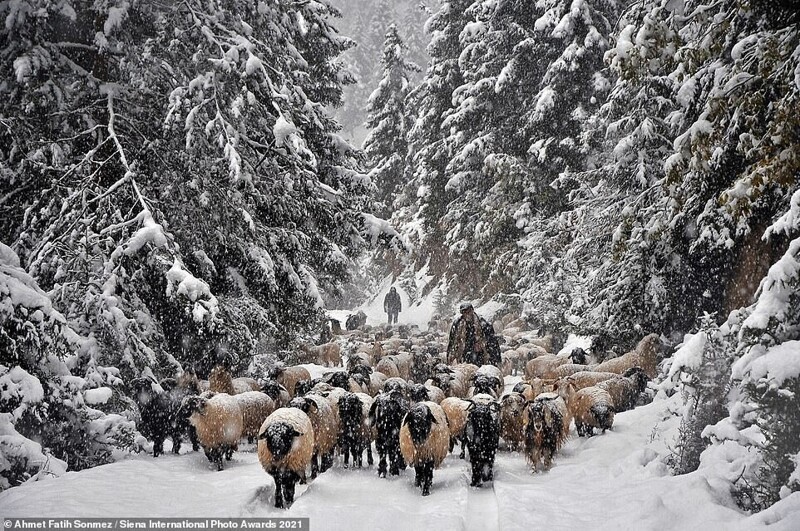 Овцы в восточном регионе Турции зимой. Фотограф Ahmet Fatih Sonmez